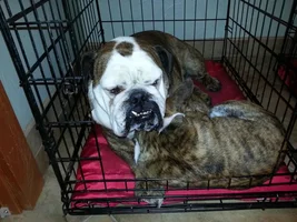 Buster's Favorite Snuggle Buddy!