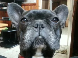 Pepper