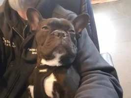 Rocco doing his thing