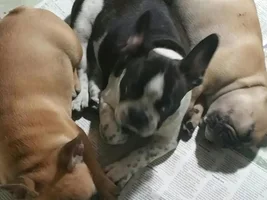 Need Some Opinions on a puppy