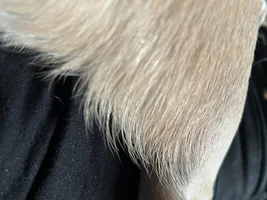 Genetic explanation/advice