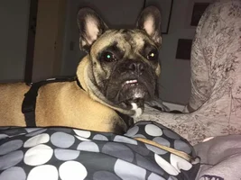 4 PAW MEMBERS!!! Please VOTE for your favorite FRENCHIE-TUDES!