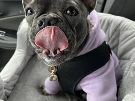 Favorite French Bulldog Names - Female