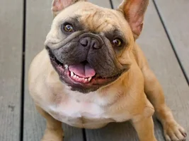 4 Paw Members, PLEASE VOTE for your favorite Frenchies!!!