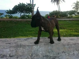 Do I have a Frenchie or a Boston Terrier