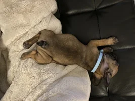 10 week old puppy with thin/coarse, patchy coat