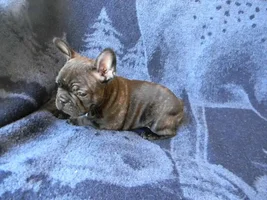 Bear and his Flamboyant Ear