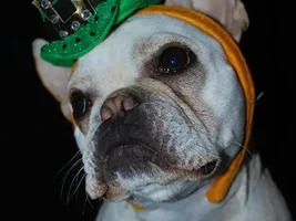 Happy St. Patrick's Day!!!