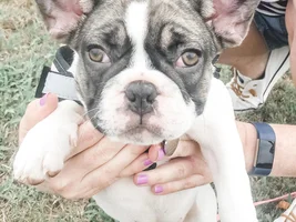 Red/irritated third eyelids that will not retract (NOT cherry eye)