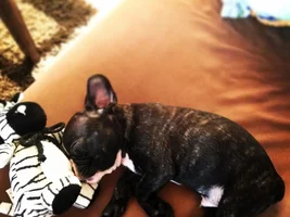 My first french bulldog :)