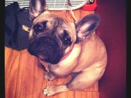 November 2013 Frenchie of the Month Contest ~ENTER HERE~