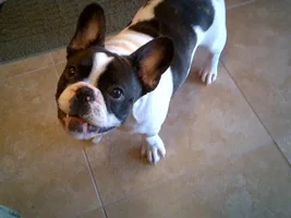 Cherry eye recovery...
