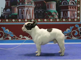 Muffin - sweet bulldog from Russia :)