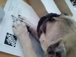 November Frenchie of the Month ~ 4 PAW MEMBERS VOTE ~