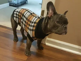 How big will my puppy get?