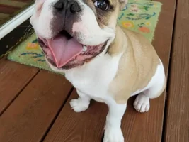 4 PAW MEMBERS!!!  Please vote for your favorite Happy Frenchies!