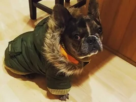 4 Paw Members!!!  Please vote for our Frozen Frenchies!