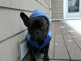New Puppy in town