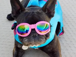 4 PAW MEMBERS!!!  Please vote for the Summertime Frenchies!