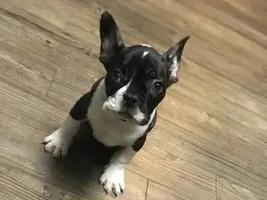 Does my French Bulldog look like a mixed breed?