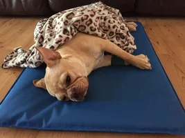 Rosie getting spayed