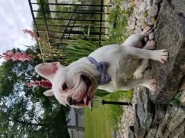~ENTER HERE~ March 2019 Frenchie of the Month:  FRENCHIE FACES