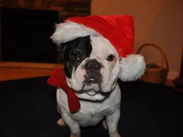 Holiday Frenchie Photo Contest ~ENTER HERE~