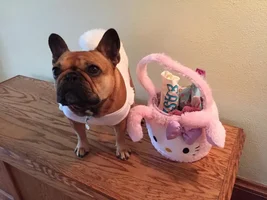 4 Paw Members please VOTE for your fav Easter Frenchie!