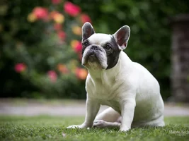 Oldest frenchie you've had/met?