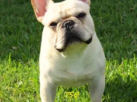 ENTER HERE ~ August 2015 Frenchie of the Month Contest ~ Favorite Frenchie Picture