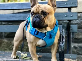 Best Harness