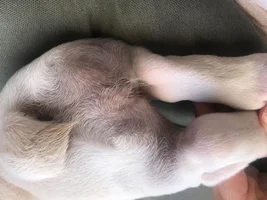 Puppy allergies/itchy ears/skin pigmentation