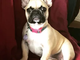 ~ENTER HERE~ April 2019 Frenchie of the Month "SMILING FRENCHIES"