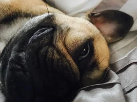 ~ENTER HERE~ October Frenchie of the Month Contest