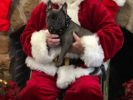 ~ENTER HERE~ December HOLLY JOLLY Frenchie of the Month Contest