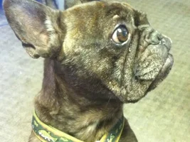 Hi! Crazy pug lady here! :)
