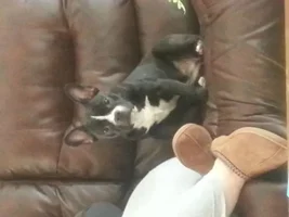 Does this look like a purebred?