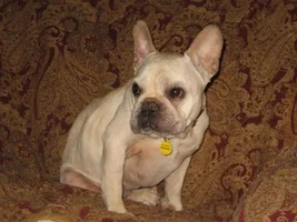 ~Alexander~French Bulldog Available for Adoption in Georgia