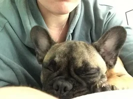 4 PAW MEMBERS!!!  Please VOTE for your favorite Sleepy Frenchies!