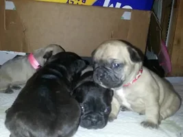 Pepper had 7 puppies 5 fawn 2 black c section no complications no a month old