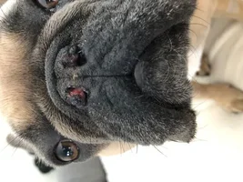 Nares and soft palate surgery tomorrow! - Send positive vibes!