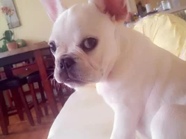 4 Paw Members!  VOTE NOW!!  September Frenchie-tude Contest!