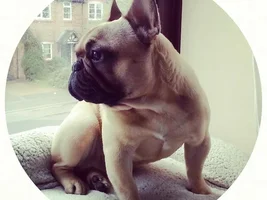 4 PAW MEMBERS!!!  Vote for October Frenchie of the Month!!!