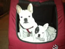 Vote for November 2013 Frenchie of the Month!!!