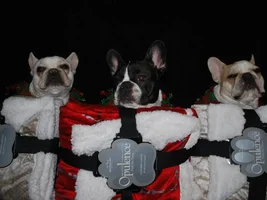 4 Paw Secret Santa Sharing Thread 2014