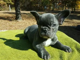 Hi! Bleu is in the house!