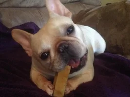 Himalayan Chews are a hit!