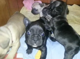 Pepper baby's