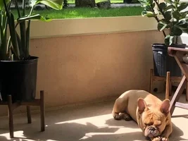 ~Enter Here~ August 2019 Frenchie of the Month ~ LAZY FRENCHIES
