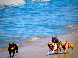 ENTER HERE ~ Frenchie of the Month Contest ~ Summertime Frenchies!!